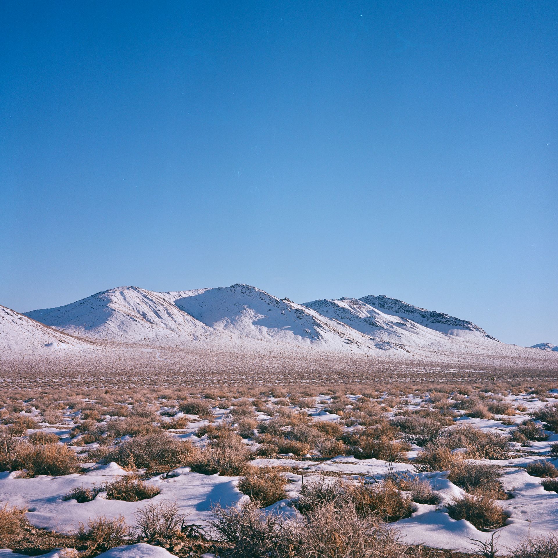 Panamint